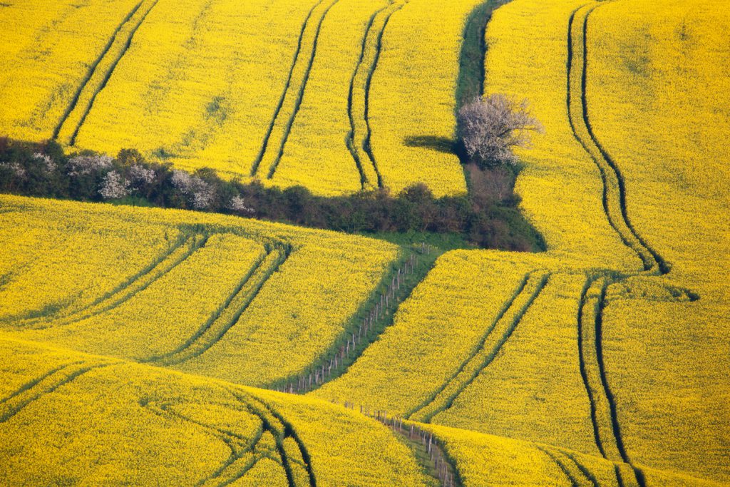 rolling fields